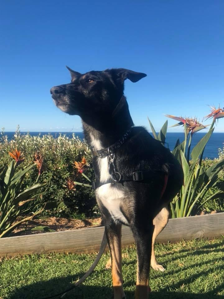 The Australian Kelpie: The Ultimate Working Dog with a Heart of Gold