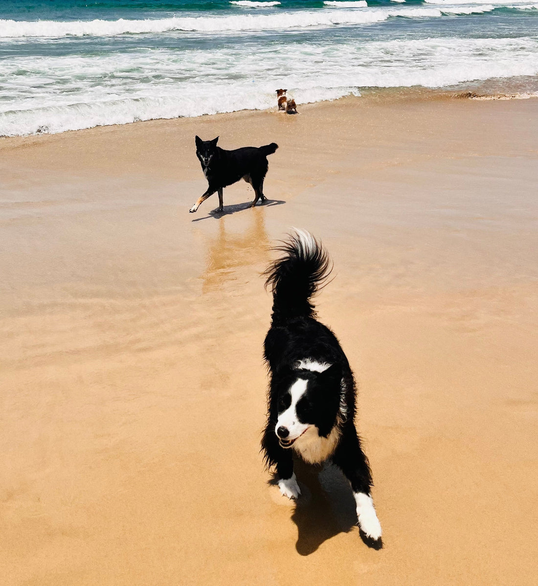 How to Look After Working Breed Dogs: A Guide to Keeping Your Canine Companion Happy and Healthy
